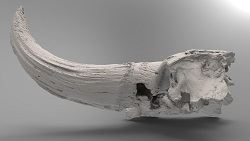 Bison priscus partial skull (back)